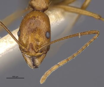 Media type: image;   Entomology 30876 Aspect: head frontal